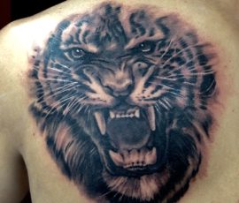 Tigre rugissant en noir et gris sur l'omoplate