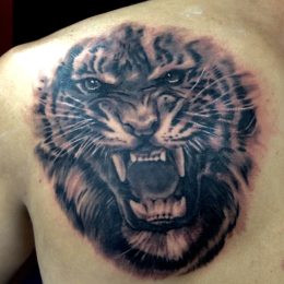 Tigre rugissant en noir et gris sur l'omoplate
