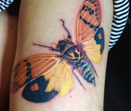 Papillon en couleur sur le bras