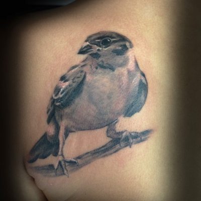 Oiseau perché en noir et gris sur le flanc