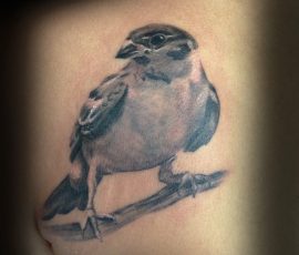 Oiseau perché en noir et gris sur le flanc